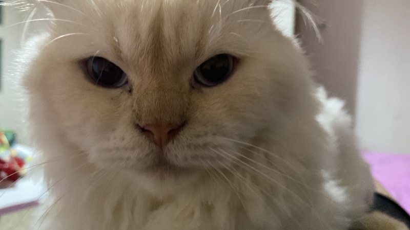 British Shorthair, Kedi Leo fotoğrafı