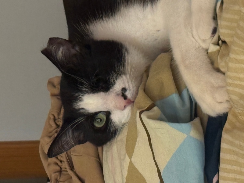 Tekir Kedi, Kedi Kedo fotoğrafı