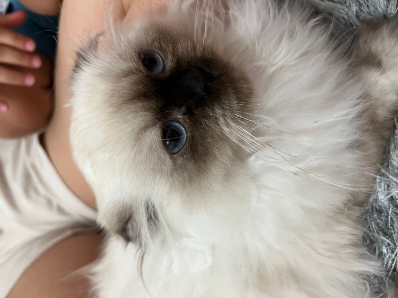 British Longhair, Kedi Parla fotoğrafı