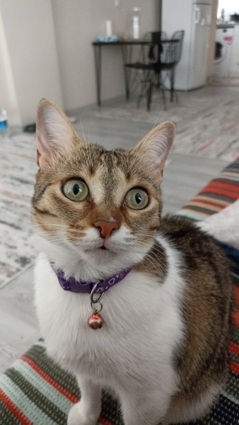 Tekir Kedi, Kedi Tırmık fotoğrafı