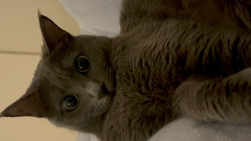 Tekir Kedi, Kedi Yoda fotoğrafı