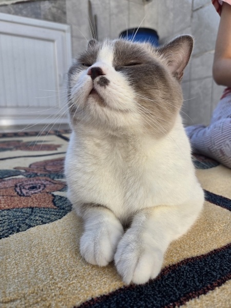 Ragdoll, Kedi  Yumak fotoğrafı