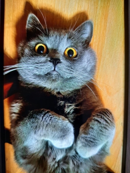 British Shorthair, Kedi  Duman fotoğrafı