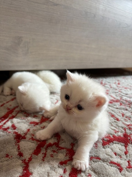 British Shorthair, Kedi Konya British shorthair bebekler fotoğrafı