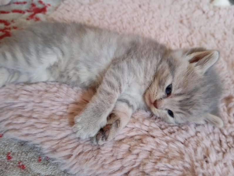 British Shorthair, Kedi Konya British shorthair bebekler fotoğrafı