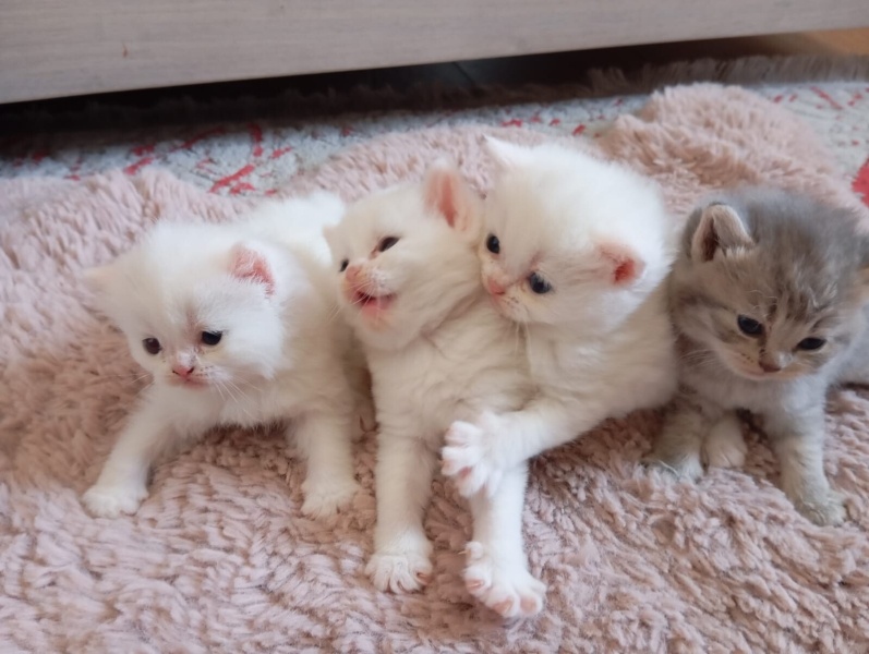 British Shorthair, Kedi Konya British shorthair bebekler fotoğrafı
