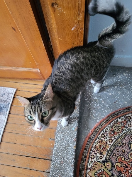 Tekir Kedi, Kedi Alfa fotoğrafı