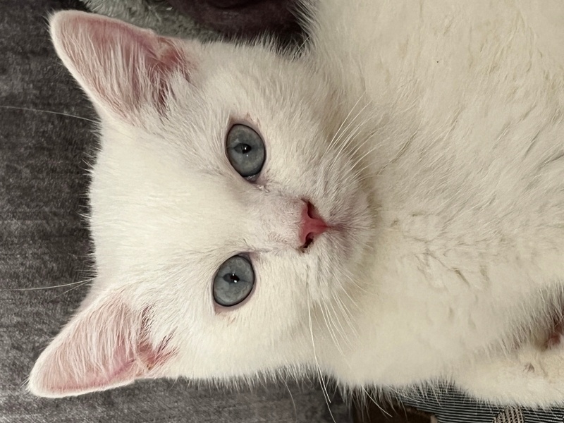 British Shorthair, Kedi elia fotoğrafı
