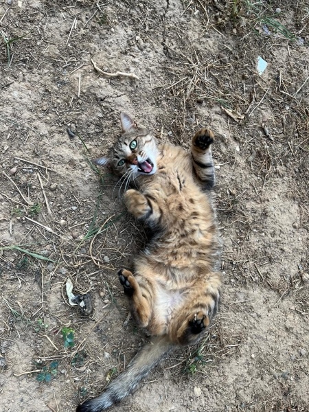 Tekir Kedi, Kedi SKY fotoğrafı