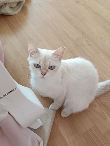 British Shorthair, Kedi  Şila fotoğrafı