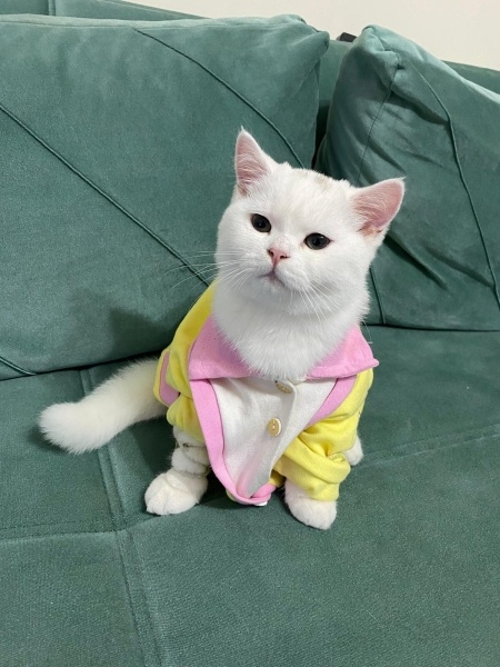 British Shorthair, Kedi  Luffy Paşa fotoğrafı