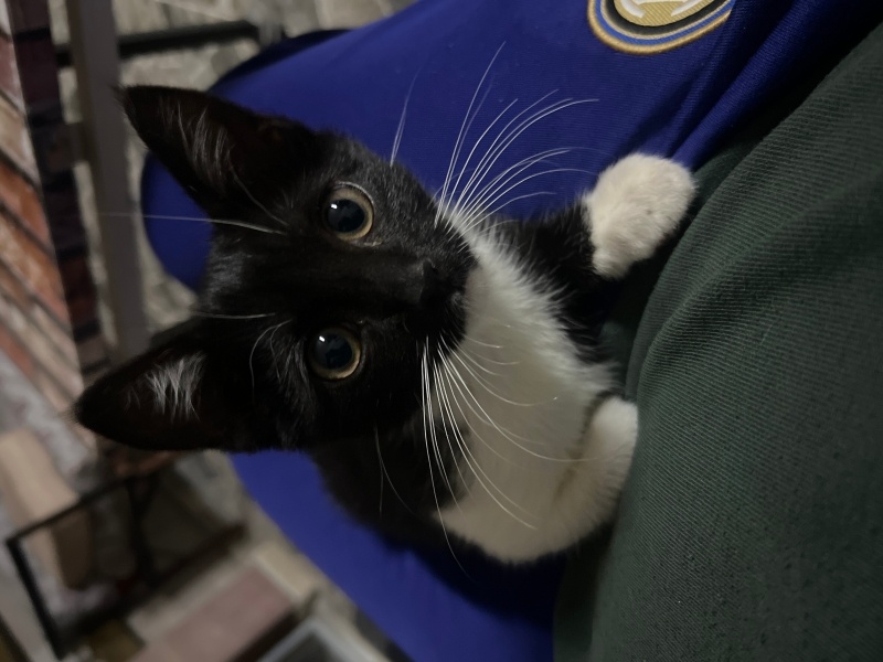 Abyssinian, Kedi Lucky luke fotoğrafı