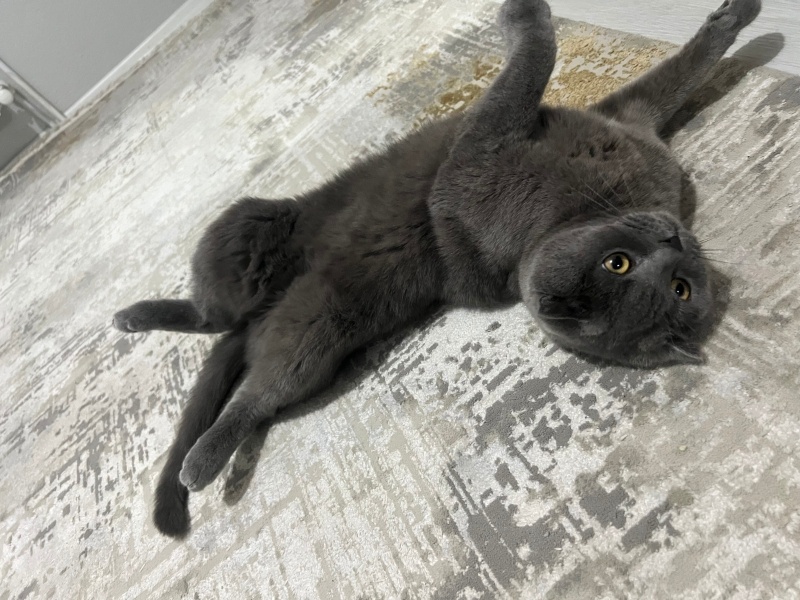 Scottish Fold, Kedi Mars fotoğrafı