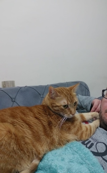 Sarman, Kedi FİNCAN fotoğrafı