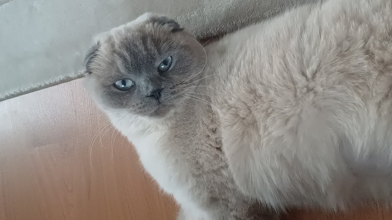 Scottish Fold, Kedi Maysa fotoğrafı
