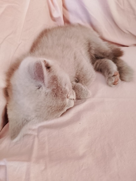 British Shorthair, Kedi Brütüs fotoğrafı