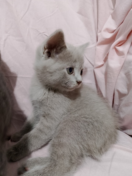 British Shorthair, Kedi Brütüs fotoğrafı