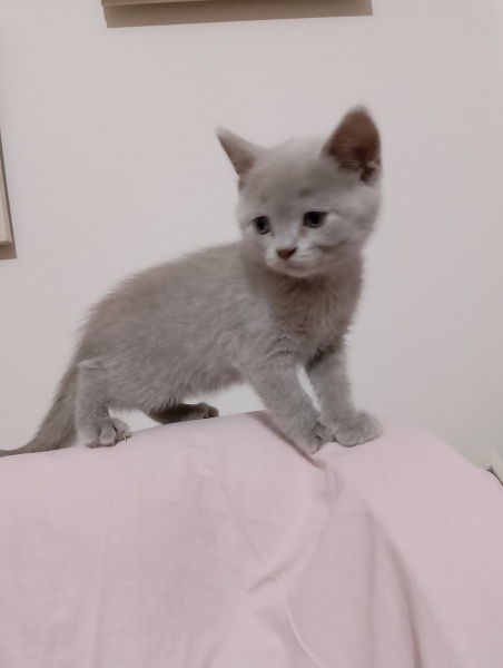 British Shorthair, Kedi Brütüs fotoğrafı