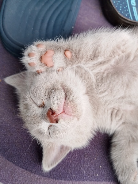 British Shorthair, Kedi Brütüs fotoğrafı
