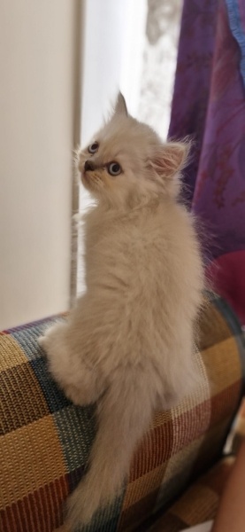 British Longhair, Kedi Maya fotoğrafı