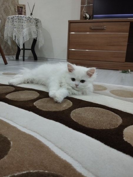 British Longhair, Kedi Şinok fotoğrafı