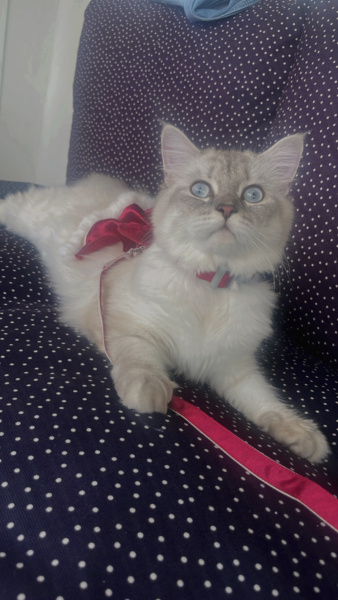 British Longhair, Kedi LİA fotoğrafı