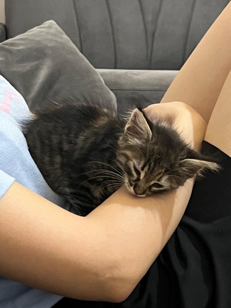 Tekir Kedi, Kedi Jülide fotoğrafı