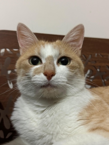 Sarman, Kedi Reyiz fotoğrafı