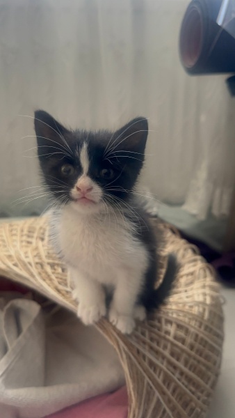 Tuxedo (Smokin) Kedi, Kedi CHAPLİN fotoğrafı