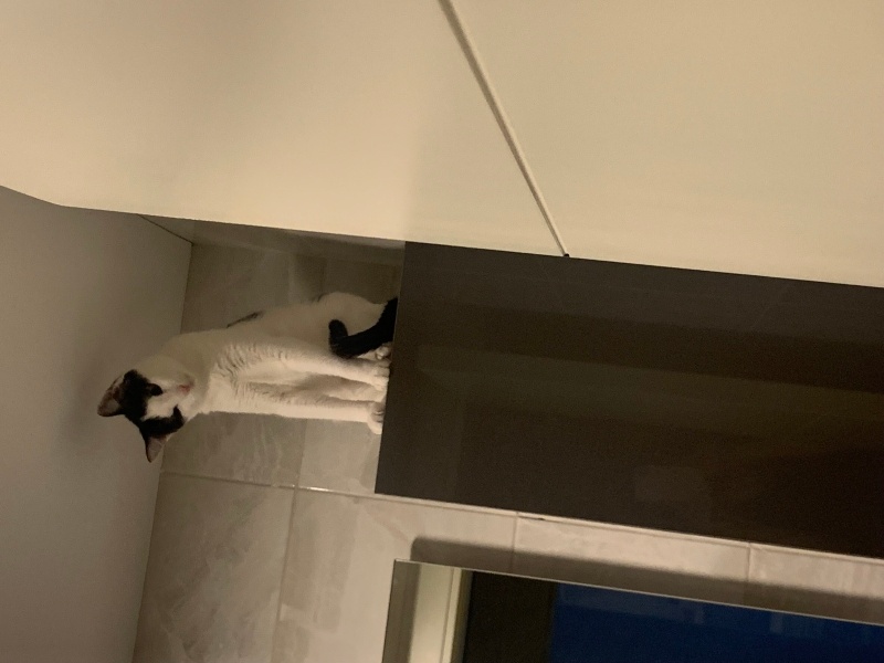 Tuxedo (Smokin) Kedi, Kedi Piya fotoğrafı