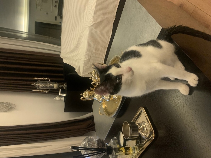 Tuxedo (Smokin) Kedi, Kedi Piya fotoğrafı