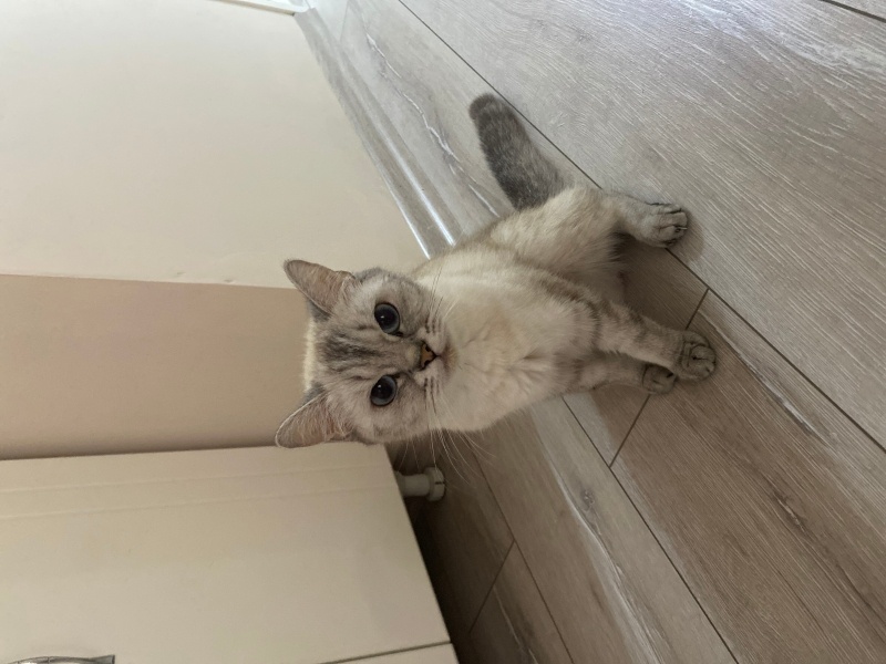 British Shorthair, Kedi Maya fotoğrafı