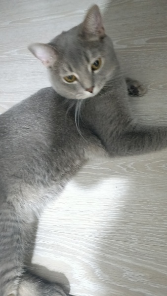 British Shorthair, Kedi Safir fotoğrafı