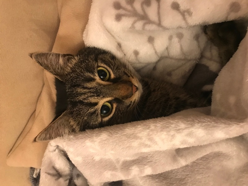 Tekir Kedi, Kedi Oko fotoğrafı