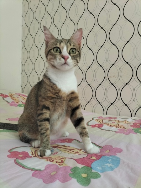 Tekir Kedi, Kedi Lara fotoğrafı