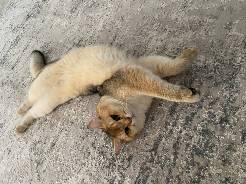British Shorthair, Kedi Fındık fotoğrafı