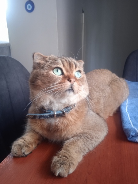 British Shorthair, Kedi  Tarçın fotoğrafı