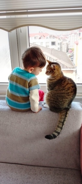 Tekir Kedi, Kedi Fındık fotoğrafı