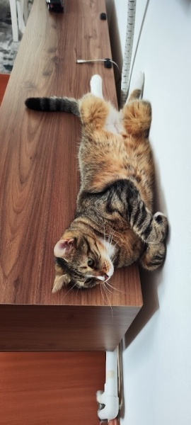 Tekir Kedi, Kedi Fındık fotoğrafı