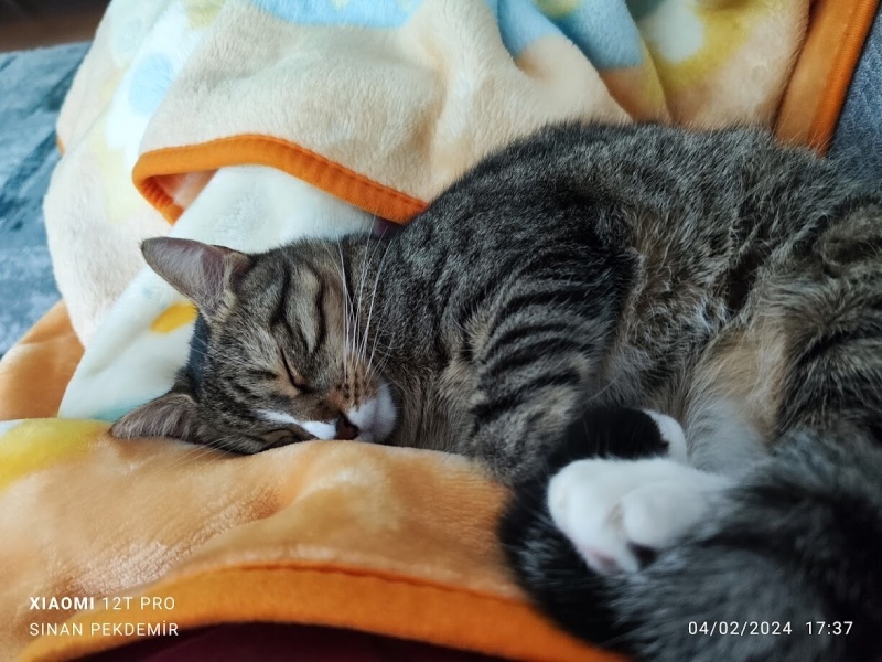 Tekir Kedi, Kedi Fındık fotoğrafı