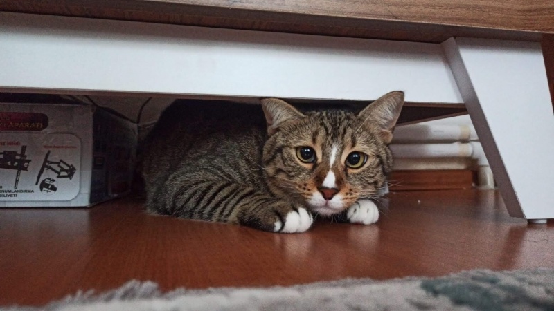 Tekir Kedi, Kedi Fındık fotoğrafı