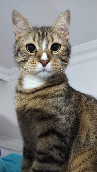 Tekir Kedi, Kedi Fındık fotoğrafı