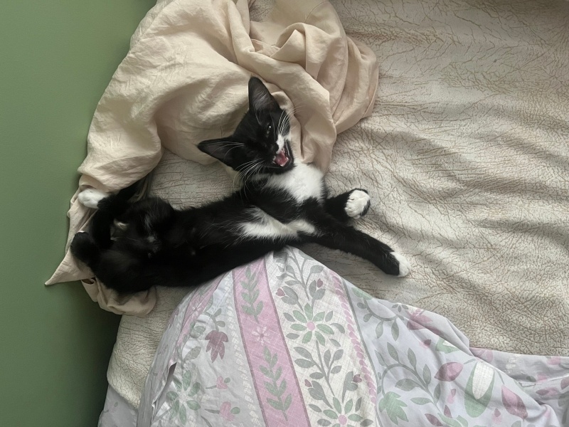 Tekir Kedi, Kedi Pekka fotoğrafı