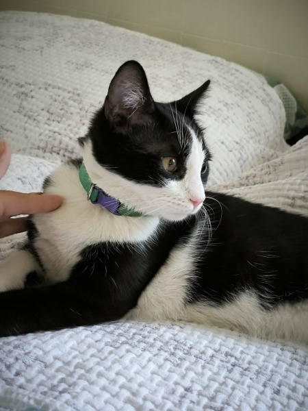 Tuxedo (Smokin) Kedi, Kedi OREO fotoğrafı