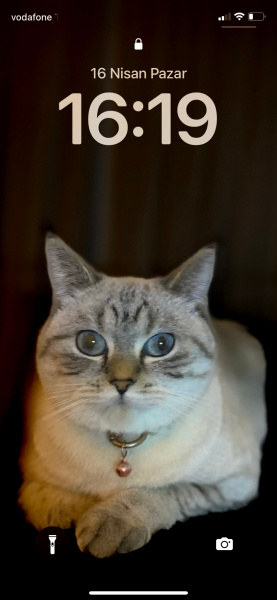 British Shorthair, Kedi Laydy fotoğrafı