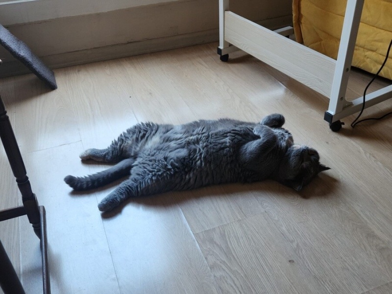 British Shorthair, Kedi Tati fotoğrafı