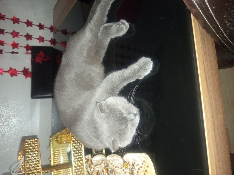 British Shorthair, Kedi Peri fotoğrafı