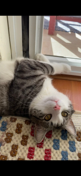 Tekir Kedi, Kedi Asil fotoğrafı