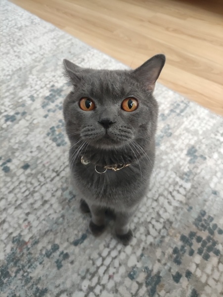 British Shorthair, Kedi Müslüm fotoğrafı