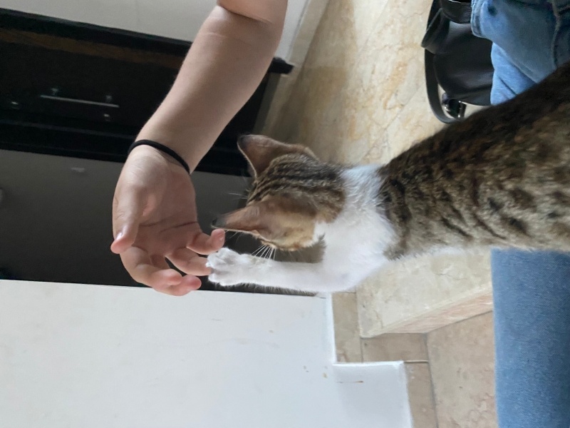 Tekir Kedi, Kedi Mıncır fotoğrafı